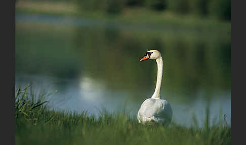 Höckerschwan (Cygnus olor)