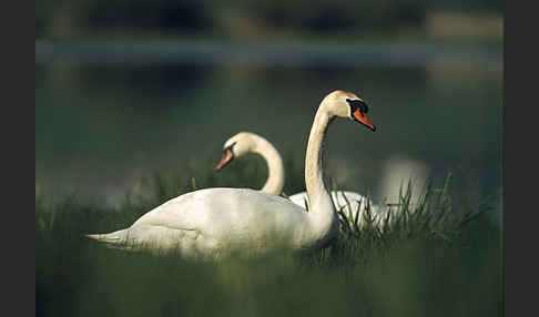 Höckerschwan (Cygnus olor)