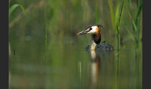 Haubentaucher (Podiceps cristatus)