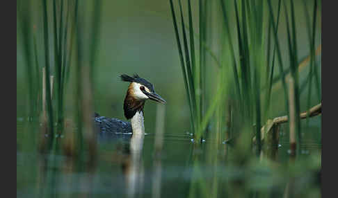 Haubentaucher (Podiceps cristatus)