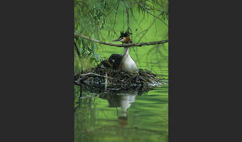 Haubentaucher (Podiceps cristatus)