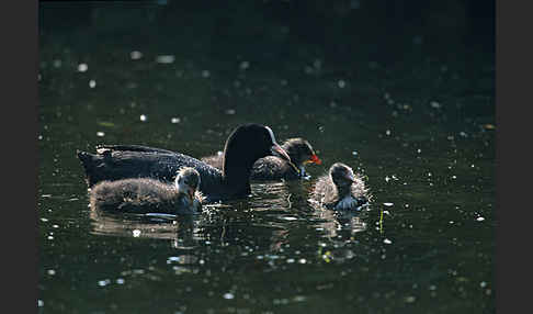 Blessralle (Fulica atra)