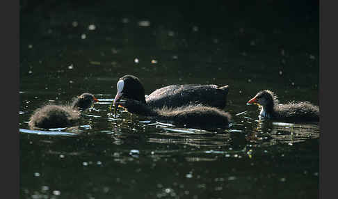 Blessralle (Fulica atra)