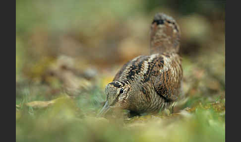 Waldschnepfe (Scolopax rusticola)