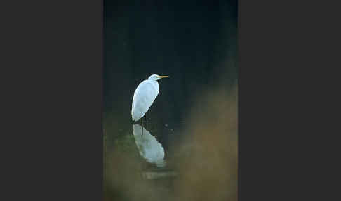 Silberreiher (Egretta alba)