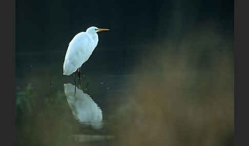 Silberreiher (Egretta alba)