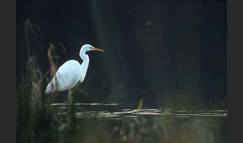 Silberreiher (Egretta alba)