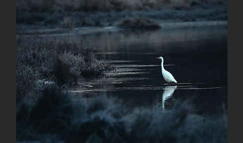 Silberreiher (Egretta alba)