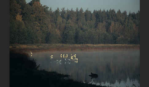 Silberreiher (Egretta alba)