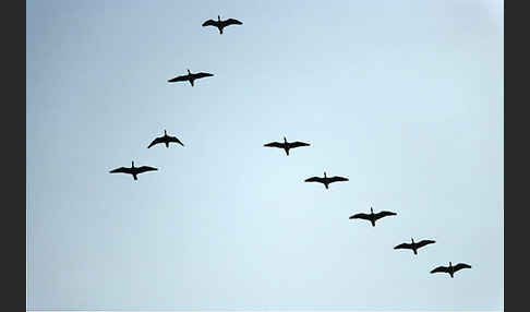 Tundrasaatgans (Anser fabalis rossicus)