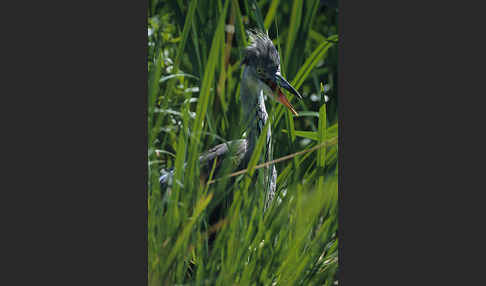 Graureiher (Ardea cinerea)