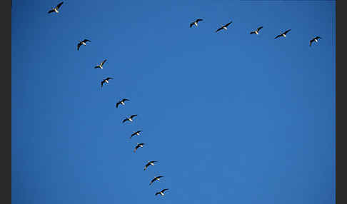 Tundrasaatgans (Anser fabalis rossicus)