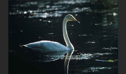 Singschwan (Cygnus cygnus)