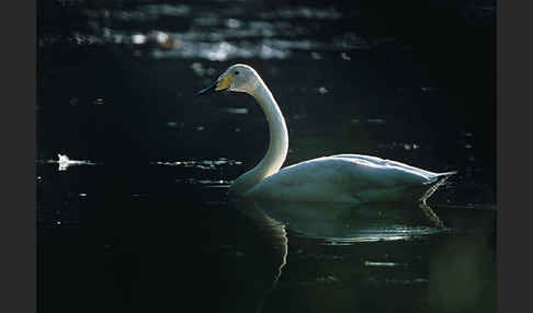 Singschwan (Cygnus cygnus)