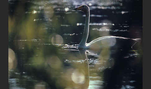 Singschwan (Cygnus cygnus)