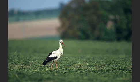 Weißstorch (Ciconia ciconia)