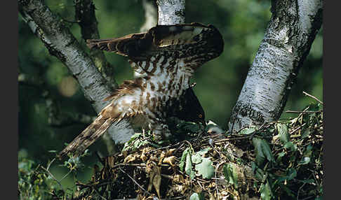 Wespenbussard (Pernis apivorus)