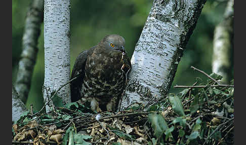 Wespenbussard (Pernis apivorus)