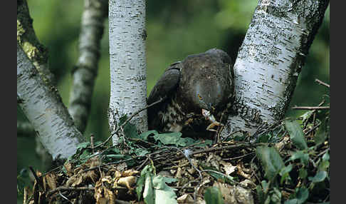 Wespenbussard (Pernis apivorus)