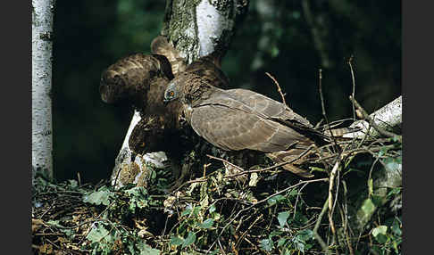 Wespenbussard (Pernis apivorus)