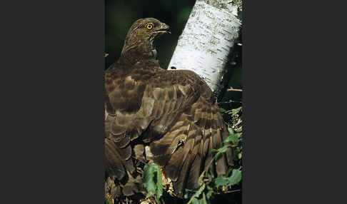 Wespenbussard (Pernis apivorus)