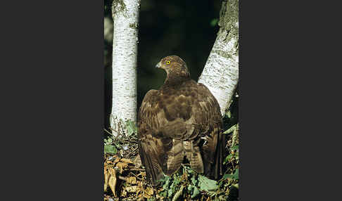 Wespenbussard (Pernis apivorus)