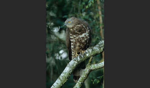 Wespenbussard (Pernis apivorus)