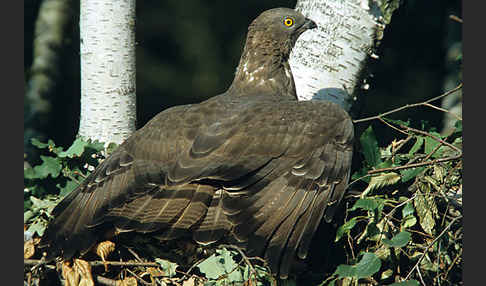 Wespenbussard (Pernis apivorus)