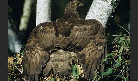 Wespenbussard (Pernis apivorus)