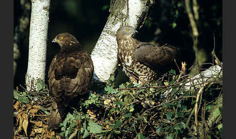 Wespenbussard (Pernis apivorus)