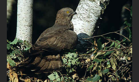 Wespenbussard (Pernis apivorus)