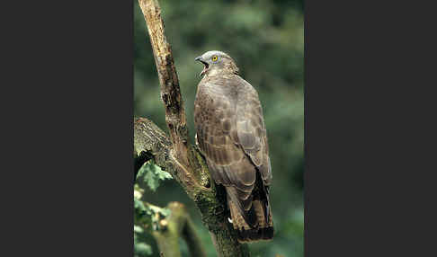 Wespenbussard (Pernis apivorus)