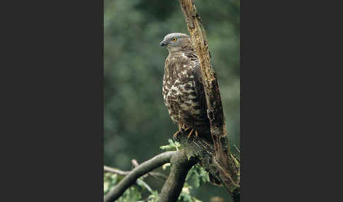 Wespenbussard (Pernis apivorus)