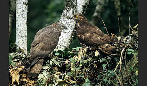 Wespenbussard (Pernis apivorus)