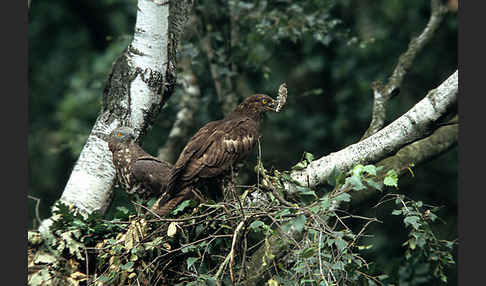 Wespenbussard (Pernis apivorus)