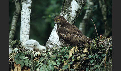 Wespenbussard (Pernis apivorus)