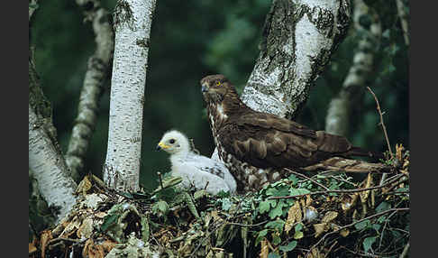 Wespenbussard (Pernis apivorus)