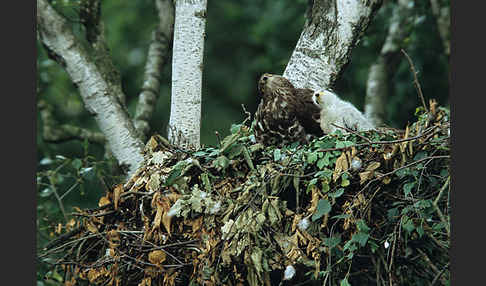 Wespenbussard (Pernis apivorus)