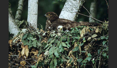 Wespenbussard (Pernis apivorus)