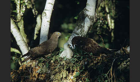 Wespenbussard (Pernis apivorus)