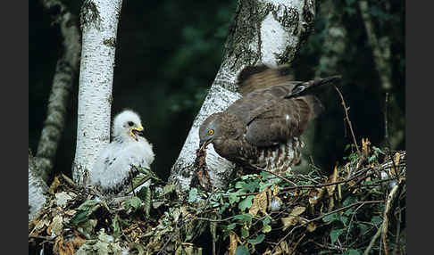 Wespenbussard (Pernis apivorus)