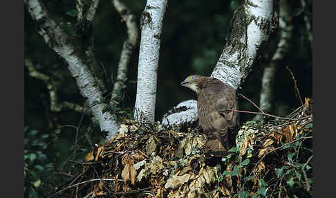 Wespenbussard (Pernis apivorus)