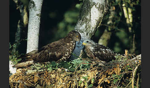 Wespenbussard (Pernis apivorus)