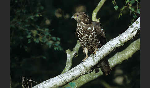 Wespenbussard (Pernis apivorus)