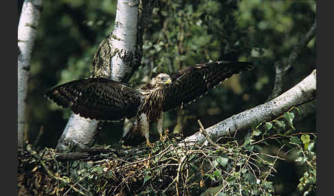 Wespenbussard (Pernis apivorus)