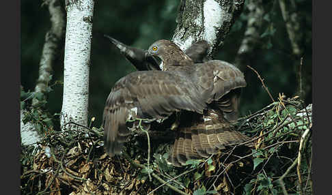 Wespenbussard (Pernis apivorus)