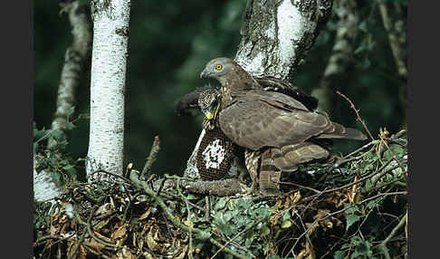 Wespenbussard (Pernis apivorus)