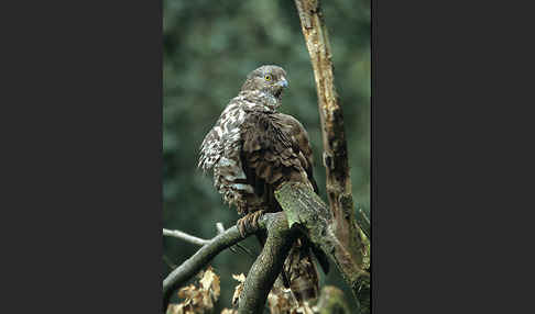 Wespenbussard (Pernis apivorus)