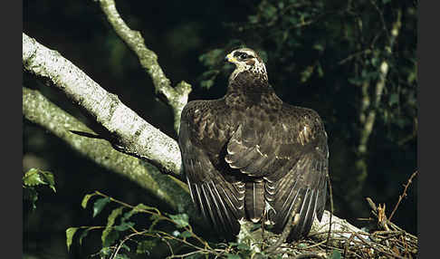 Wespenbussard (Pernis apivorus)