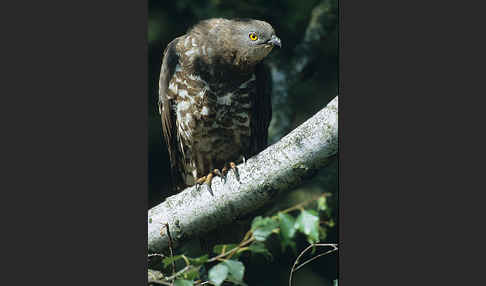 Wespenbussard (Pernis apivorus)